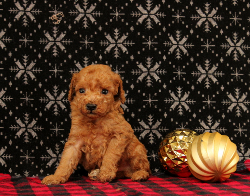 puppy, for, sale, Mini Poodle, Matthew B. Stoltzfus, dog, breeder, Gap, PA, dog-breeder, puppy-for-sale, forsale, nearby, find, puppyfind, locator, puppylocator, aca
